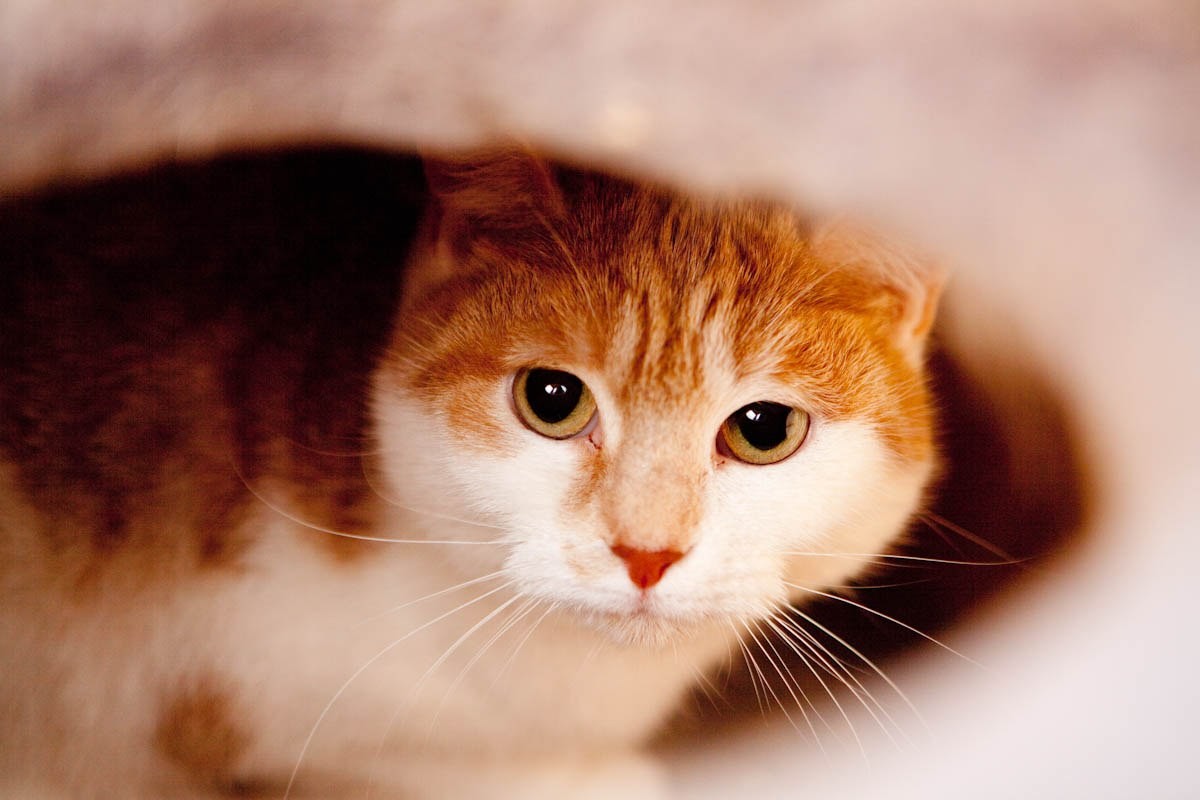 Домашняя короткошерстная кошка