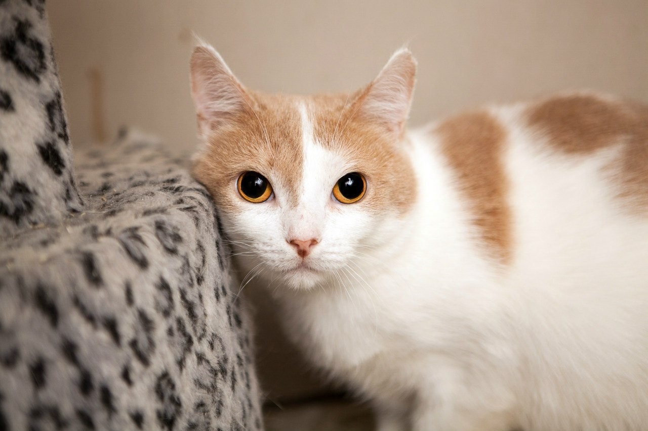 Домашняя короткошерстная кошка