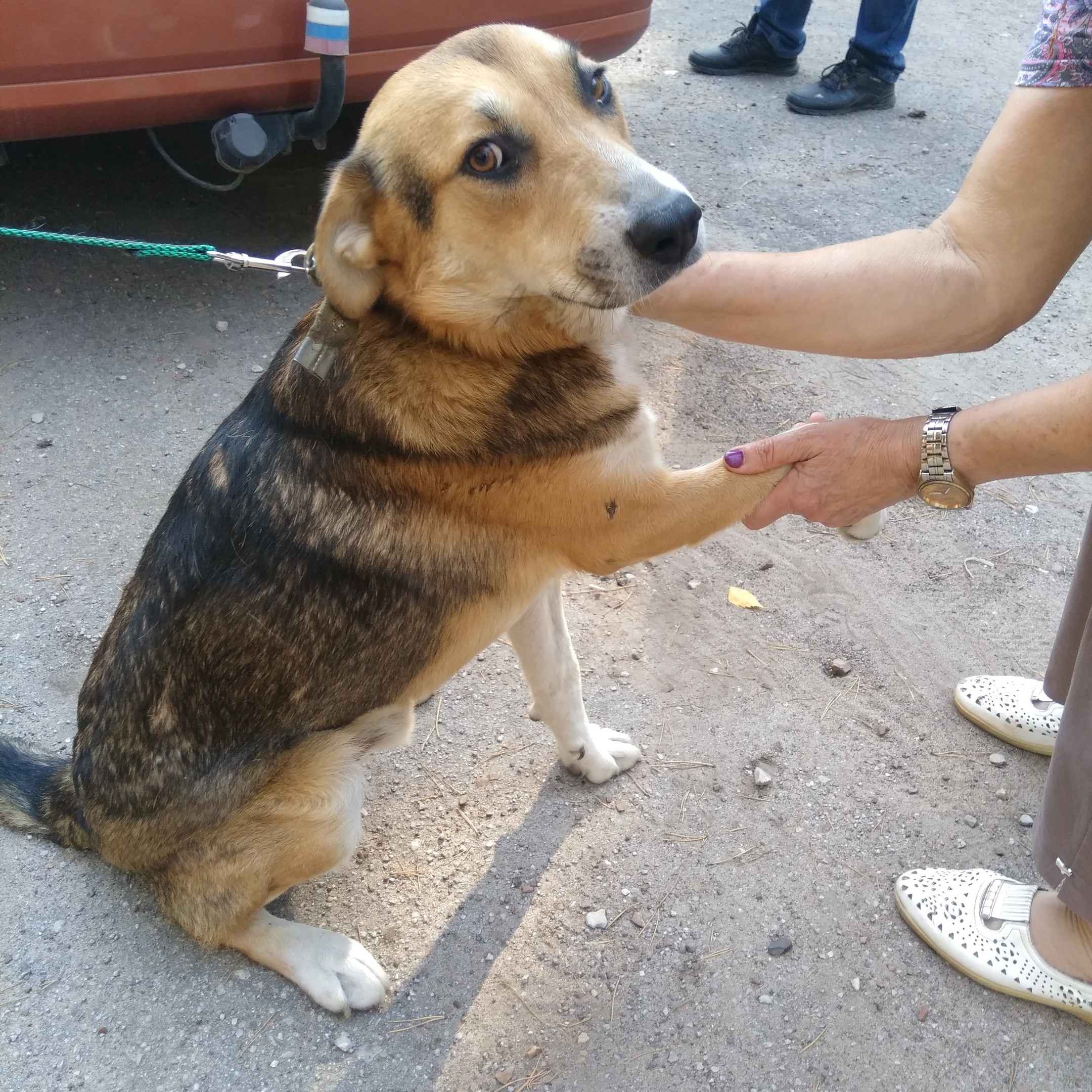 Домашняя собака