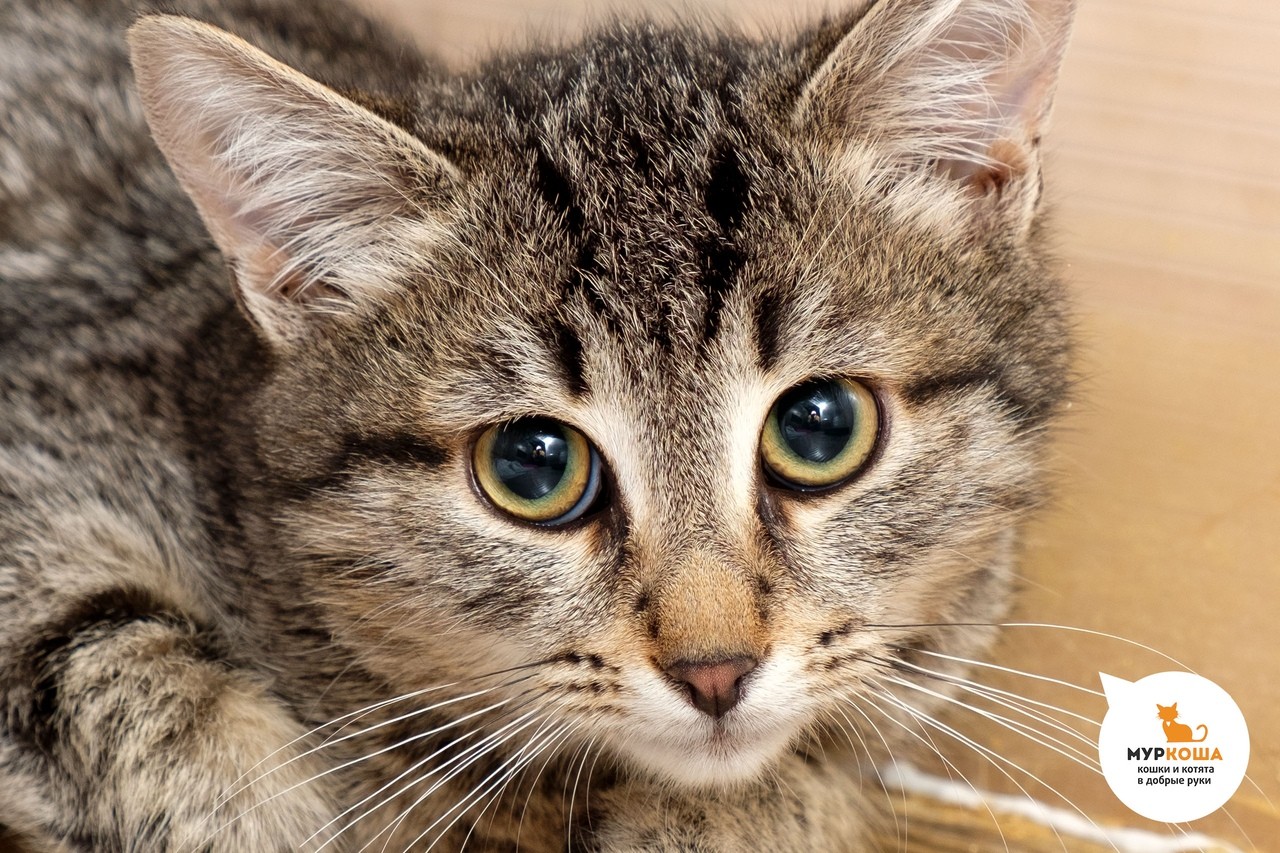 Домашняя длинношерстная кошка