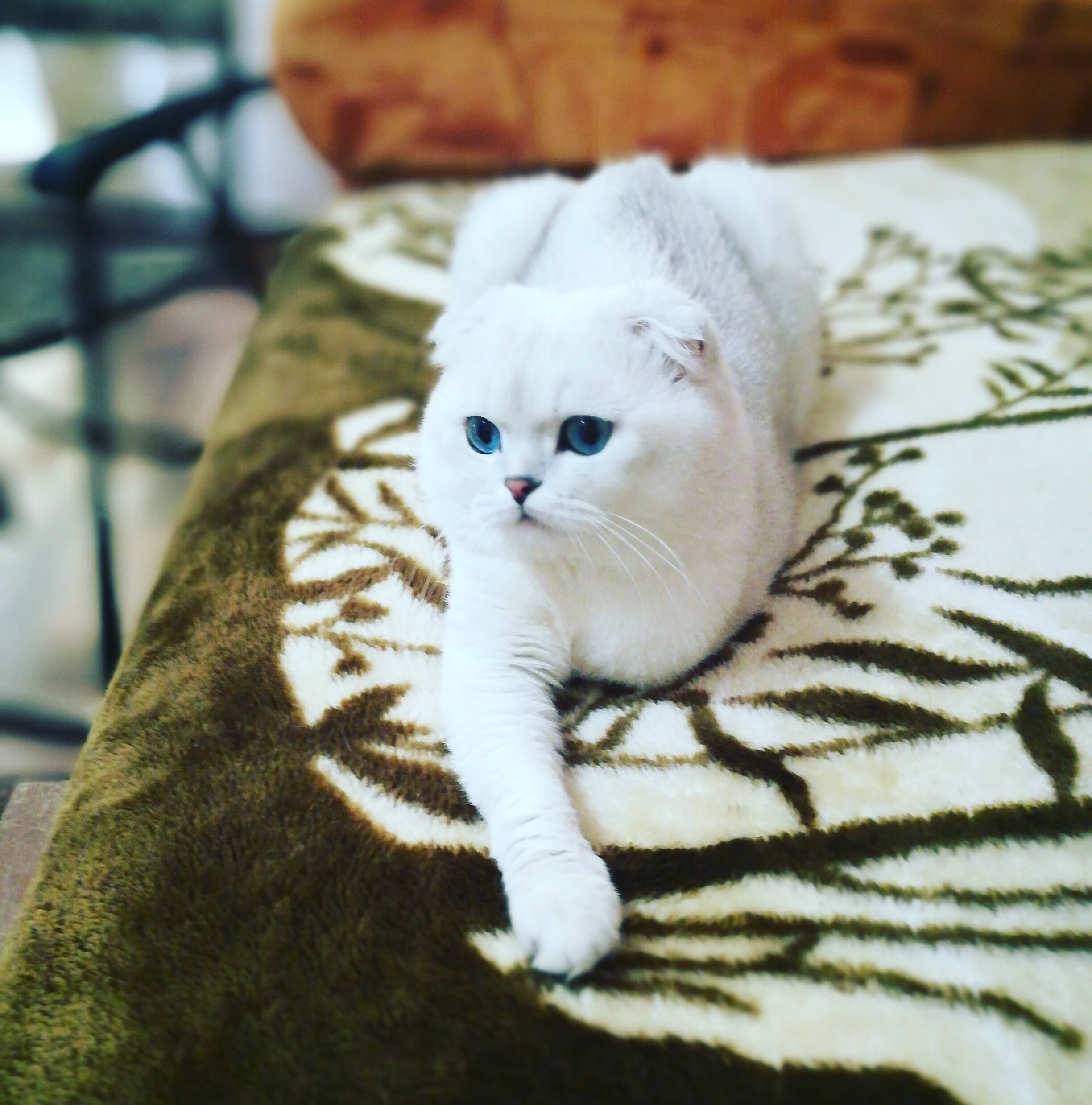 Aнжела