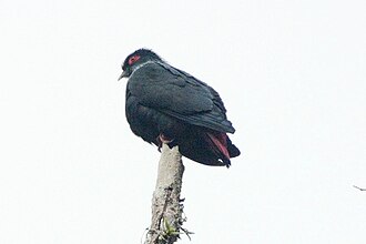 Мадагаскарский синий голубь
