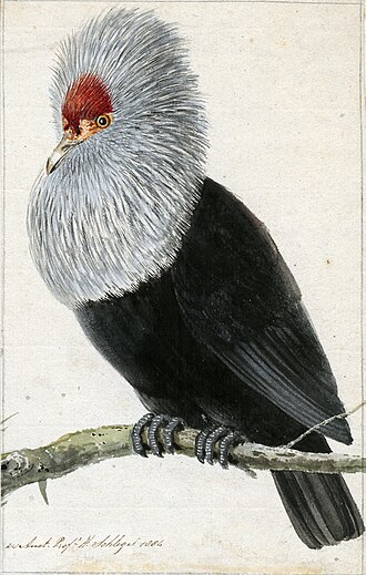 Рисунок самца, созданный Г. Хаасброком (G. Haasbroek), 1790-е годы