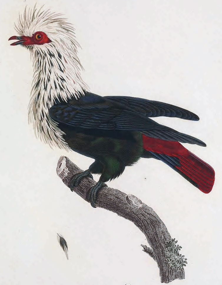 Рисунок чучела, выполненный Мадам Книп (Madame Knip) и Цезарем Макрэ (César Macret)\n\n