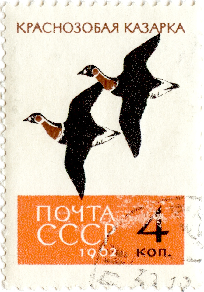 Краснозобая казарка. Почтовая марка СССР, 1962&nbsp;г.\n\nВесенняя миграция несколько позднее, чем у