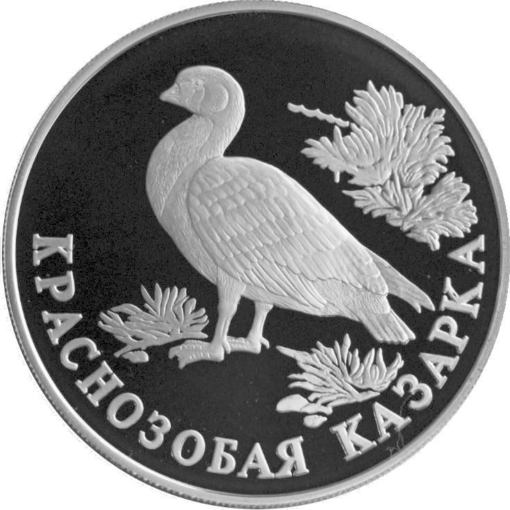Краснозобая казарка. Монета Банка России — Серия: «Красная книга», серебро, 1 рубль, 1994 год\n\nВ