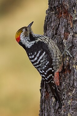 Самец