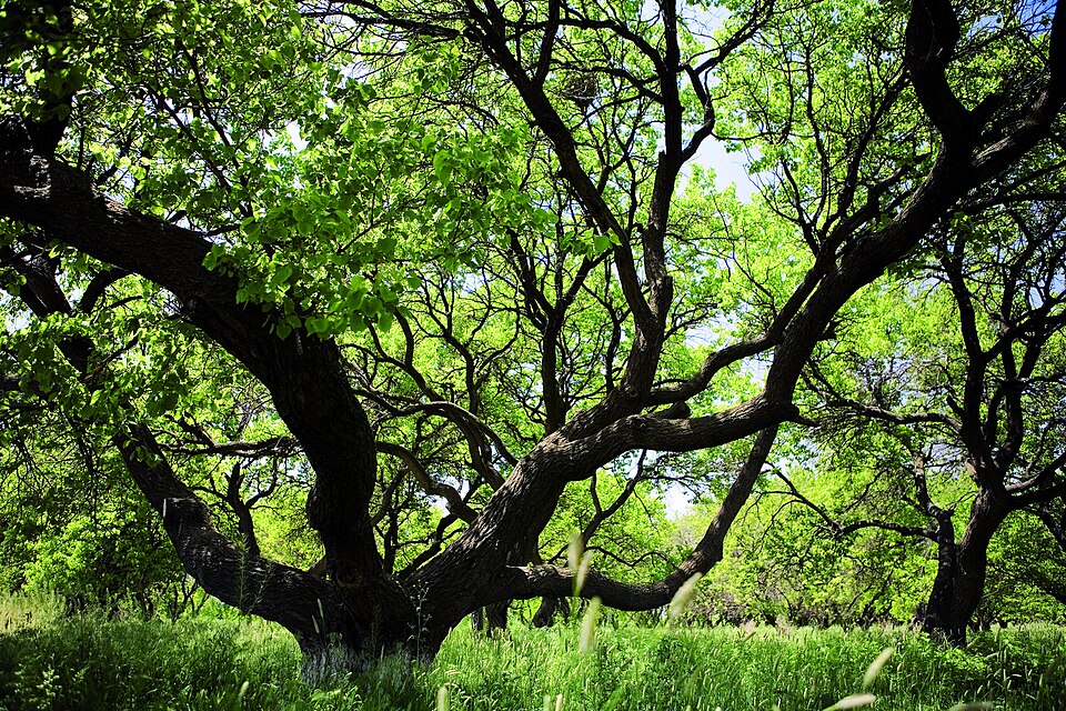 Artashat Apricot Garden3.jpg