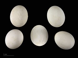 яйцо Loriculus vernalis - Тулузский музеум