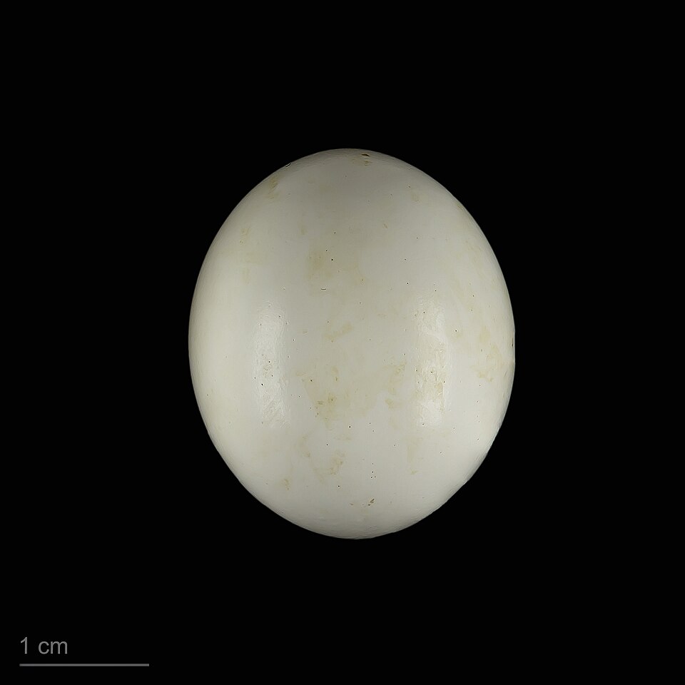 яйцо