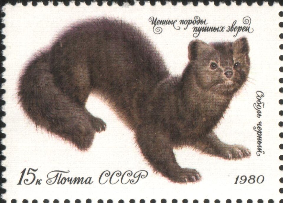 \n Почтовая марка СССР, 1980 год. Соболь чёрный\n\n