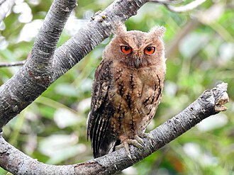 Подвид Otus semitorques pryeri