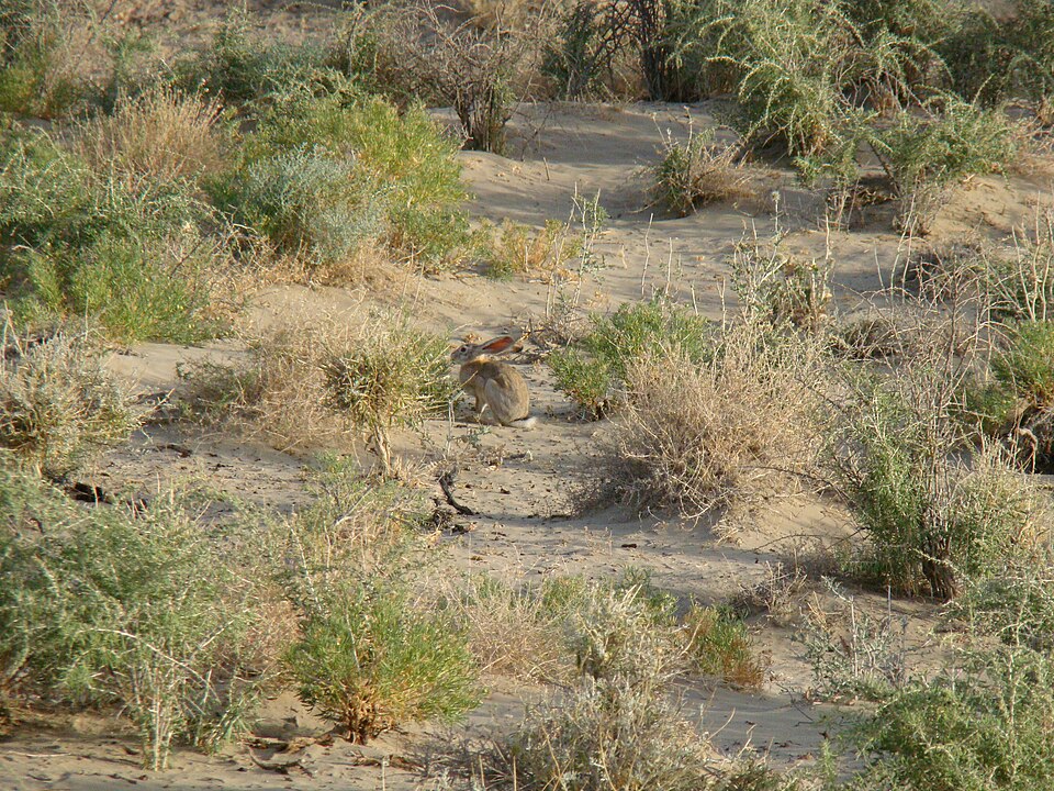 Lepus tolai; Baikonur 05.jpg
