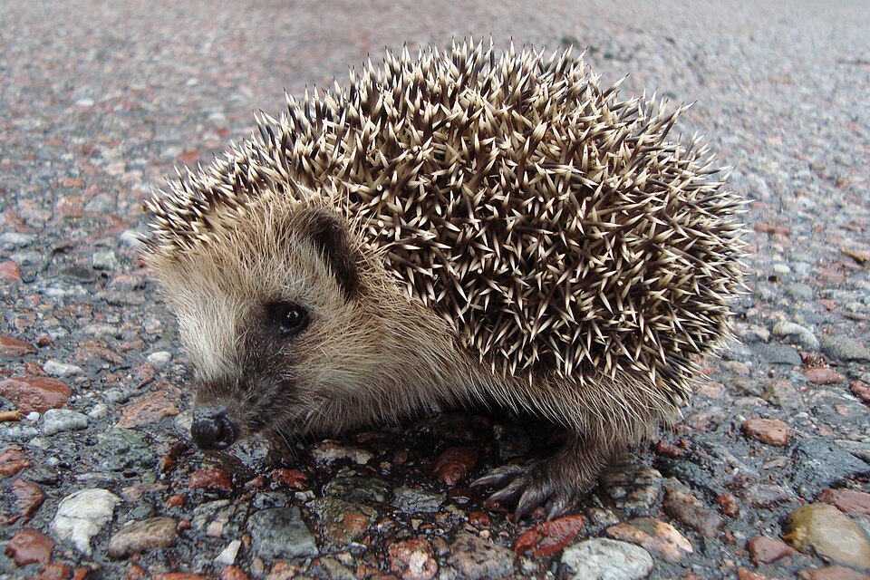 Филин&nbsp;— природный враг ежей. На снимке обыкновенный ёж\n\nМногие источники акцентируют внимание на такой неудобной дичи, как