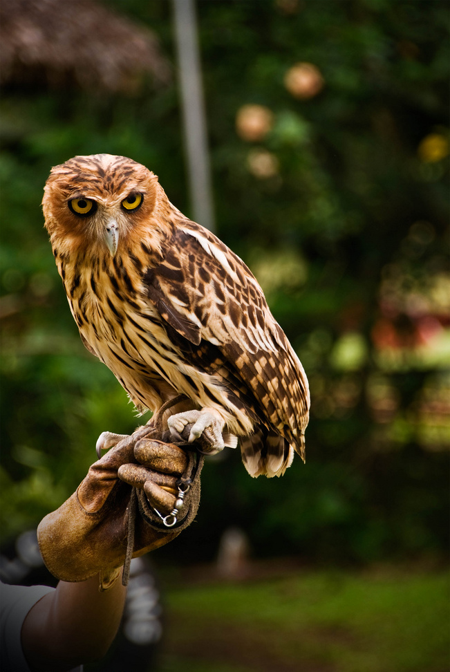 Bubo philippensis -Malagos Garden Resort, Davao City, Philippines-8a.jpg