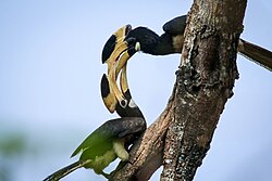 В заповеднике Dandeli, Индия