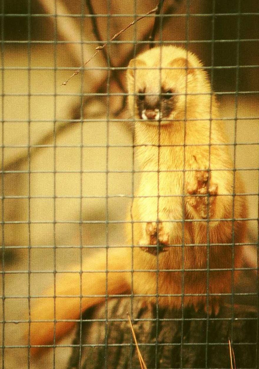 \n Колонок в зимнем меху, Дрезденский зоопарк, 2002 г.\n\n-\n