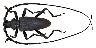 Самец