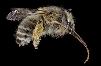 Anthophora crinipes