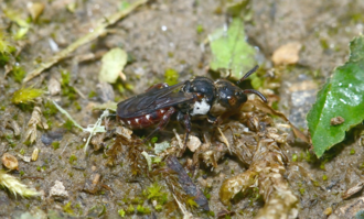 Biastes emarginatus