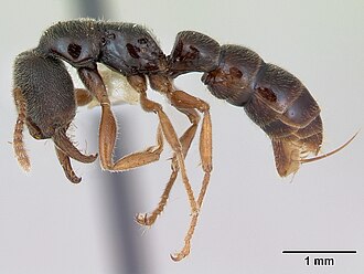 Рабочий Fulakora mystriops