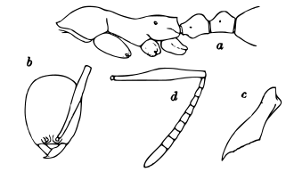 Aenictus camposi