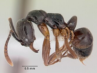 Рабочий муравей Brachyponera chinensis'