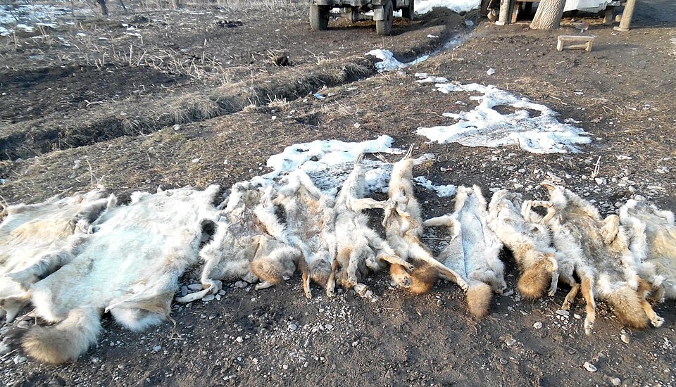 Шкуры волков и лис, отстрелянных в
