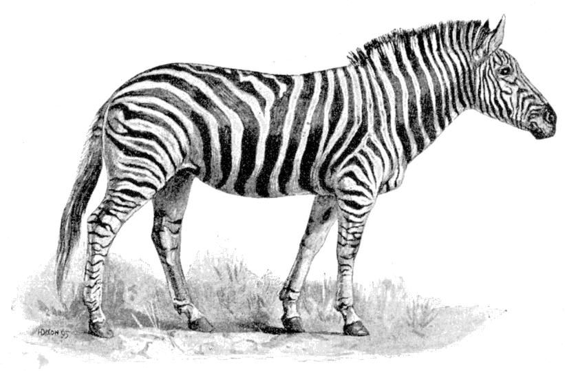 Cambridge Natural History Mammalia Fig 127.jpg