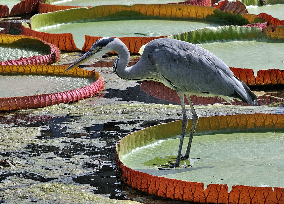 Серая цапля стоит на