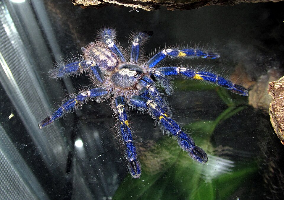 Poecilotheria metallica — неполовозрелый самец\n\n